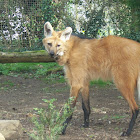 Maned Wolf