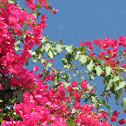 Papelillo, Bougainvillea