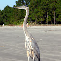 Tri Colored Heron 