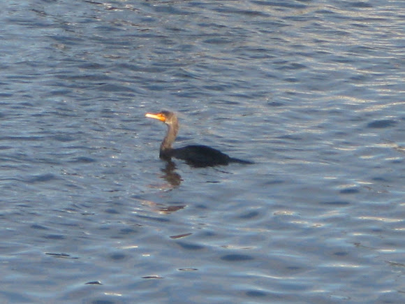 Spotting Image 1
