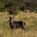 Male Waterbuck Antilope