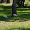White Ibis