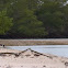 American oystercatcher
