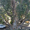 Paper bark (broad leaf)