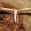 Pustule Plume Moth
