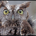 Eastern Screech Owl