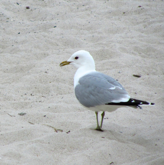 Spotting Image 1