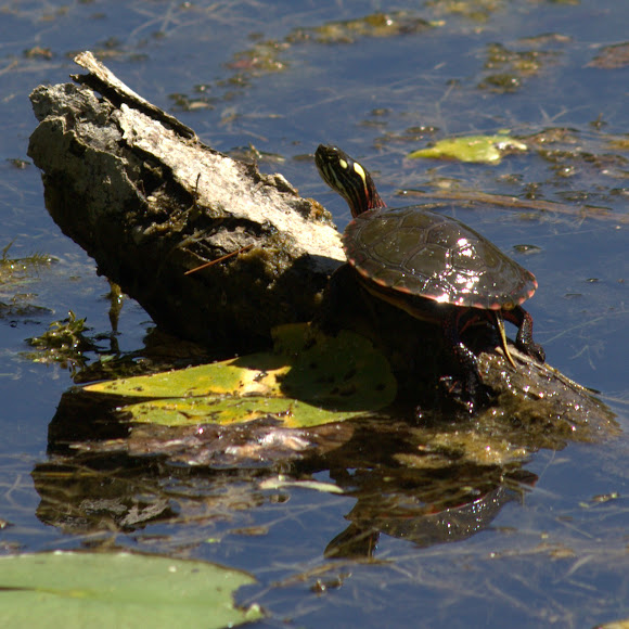 Spotting Image 1