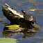Painted Turtle