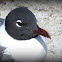 Laughing Gull