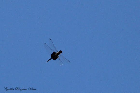 Spotting Image 1