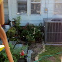 Spider Web