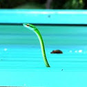 Green vine snake