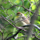 Palm Warbler