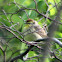 Palm Warbler