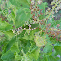 Indian flower mantis  