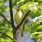 Icterine Warbler