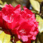 Tree Rhododendron