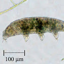 Water Bear