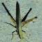 Grasshopper