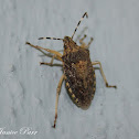 Forest Bug