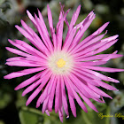 Mini Ice plant