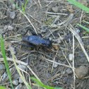 Cricket