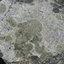 Lichen