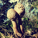 Lepiota sp. / Frade, Guarda-chuva
