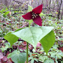 Red trillium