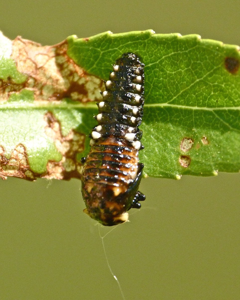Beetle larva?