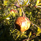 Pomegranate