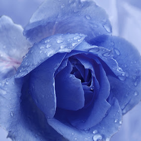 by Irena Klemenčič - Nature Up Close Flowers