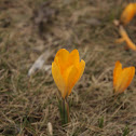Crocus
