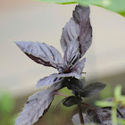 Purple Basil
