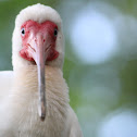White Ibis