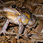 Pobblebonk; Northern Banjo Frog