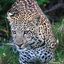 Leopard