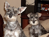 $120 Hermoso Cachorro Schnauzer Puro Vacunado