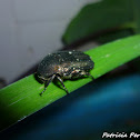 Protaetia cuprea