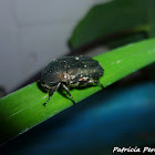Protaetia cuprea