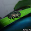 Protaetia cuprea
