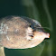 Florida softshell turtle