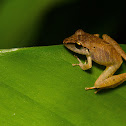 Rainfrog