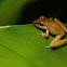 Rainfrog