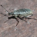 Variegated weevil