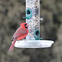 Northern Cardinal