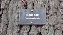 Black Oak