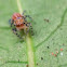 Baby Jumping Spider