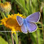 Polyommatus icarus